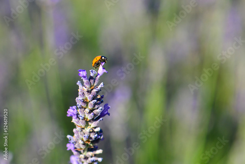 Lavender garden and ladybug