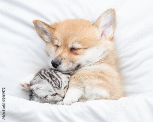 Cute Pembroke Welsh corgi puppy hugs tiny tabby fold kitten under white warm blanket on a bed at home. Top down view