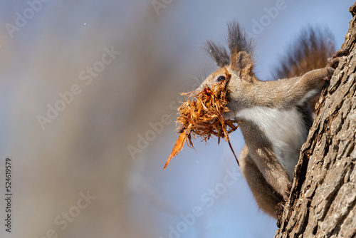 巣材を咥えるエゾリス © mihiro_wildlife