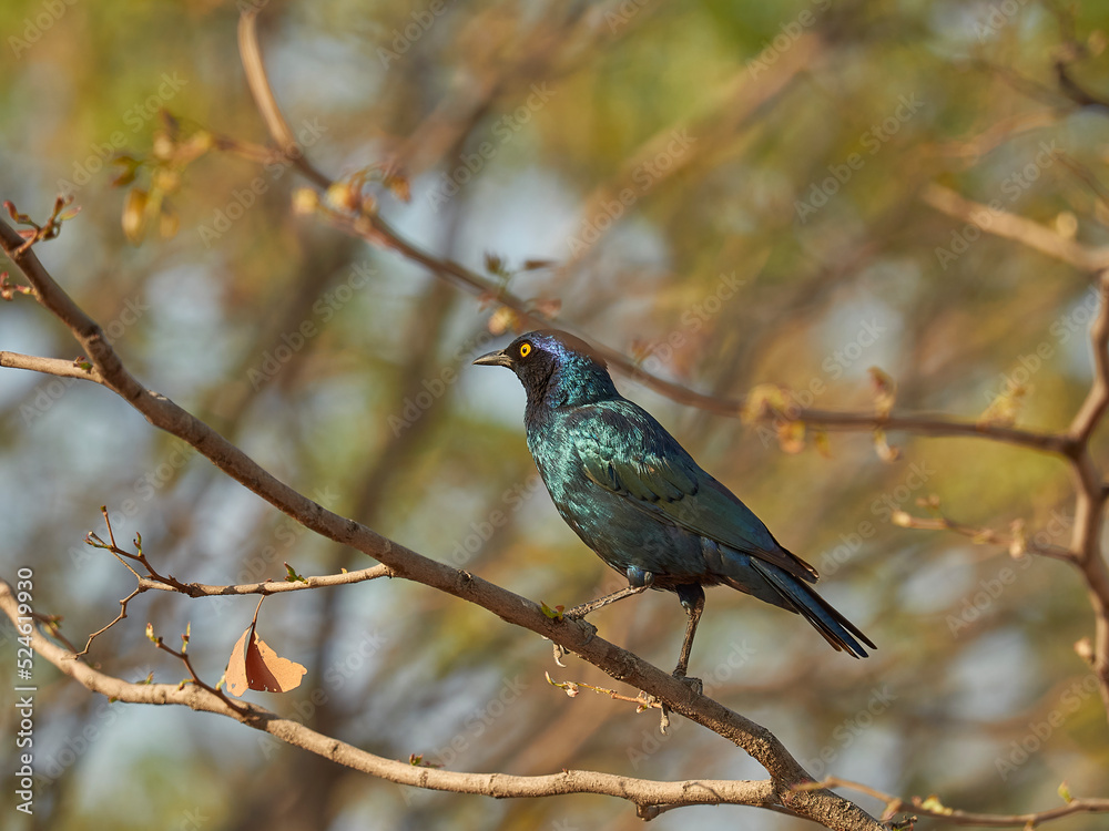 Lamprotornis a large glossy starling, sitting in Mopane tree Lamprotornis a large glossy starling, sitting in Mopane tree