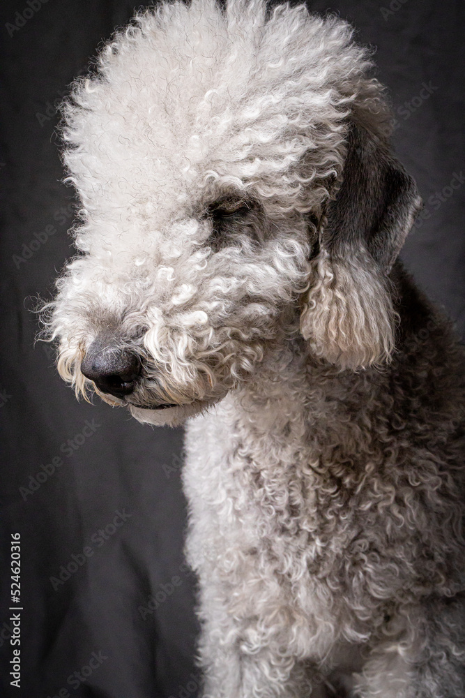 Bedlington Terrier Bedlington Terrier