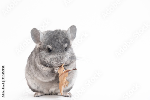 light grey baby chinchilla, chinchilla eating, chinchilla on white background, chinchilla food