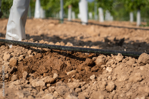 Wallpaper Mural Drip irrigation close-up on a field with young grapes. Torontodigital.ca