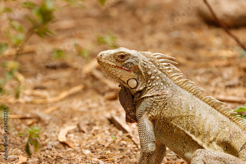 Leguan