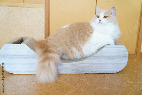 かわいい猫
