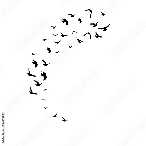 Flying birds. Decoration element from scattered silhouettes.