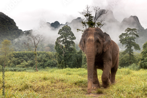 Photography Elephant at Elephant Hills in Thailand