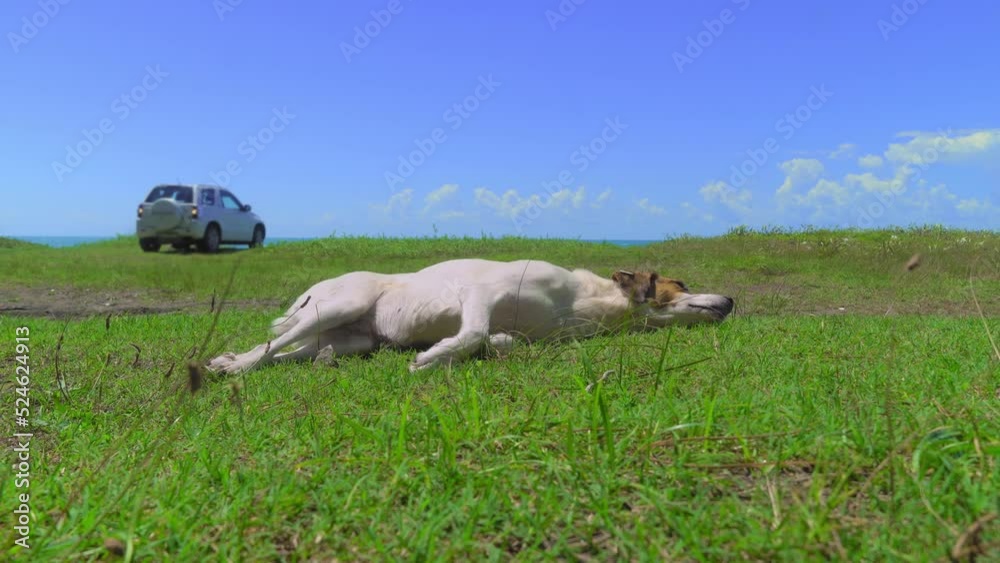 Dog sleeps in nature on grass by sea or ocean. Blue sky and green summer grass. In background is car with tourists. Mystery place. Dog sleeps in nature on grass by sea or ocean. Blue sky and green summer grass. In background is car with tourists. Mystery place.