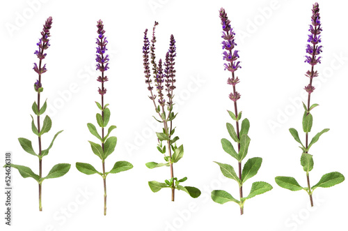 Sage blue salvia flowers on stem and fresh green leaves isolated on white background