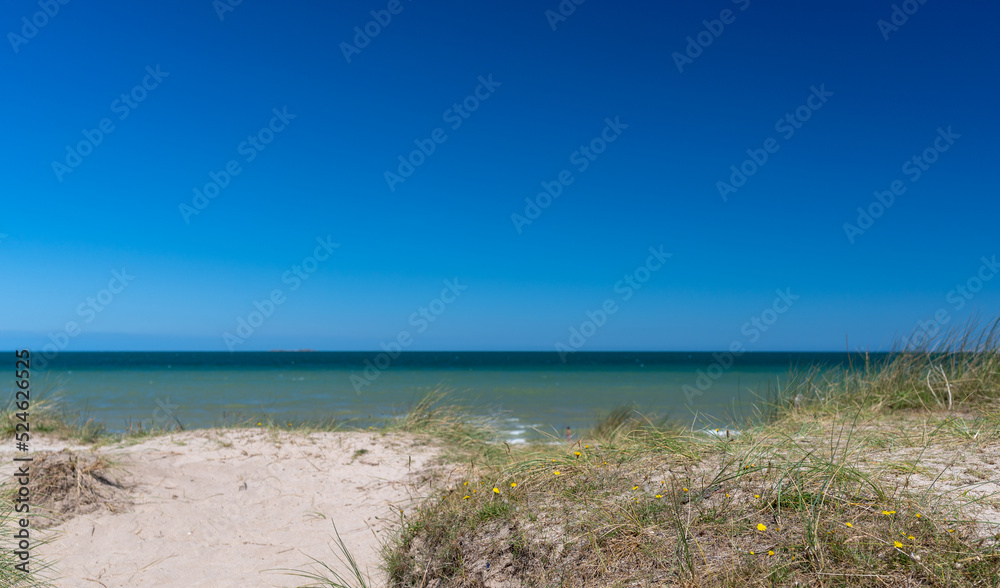 Grass with flowers on sand of beach with water in background and clear sky