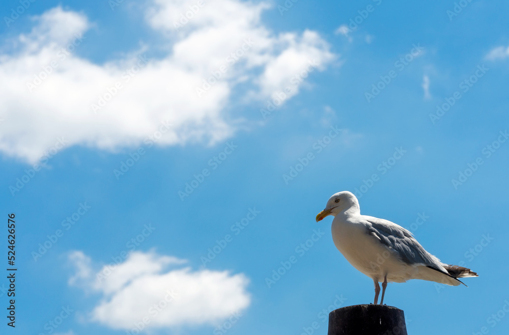 Close-up with seagull sitting against unfocused sky on sunny day Close-up with seagull sitting against unfocused sky on sunny day