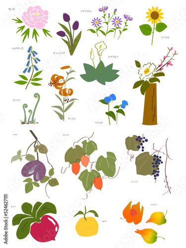 いろいろな花や木の実