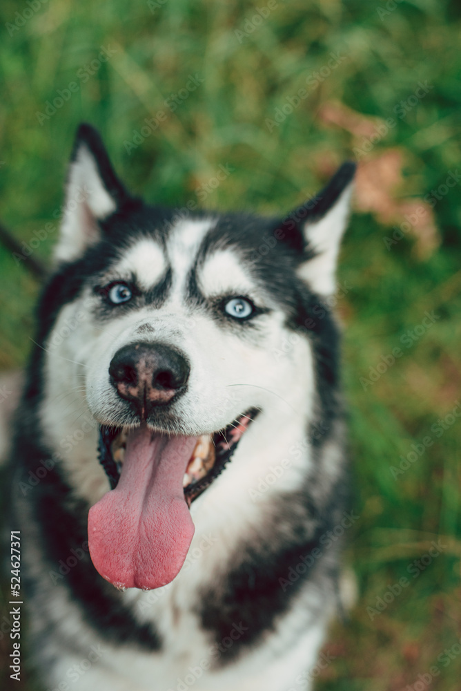 cute siberian husky portrait. Happy dog outdoors