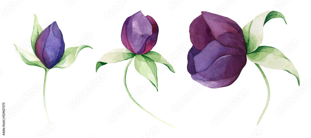 Set watercolor elements of Peony. Collection garden flowers, leaves