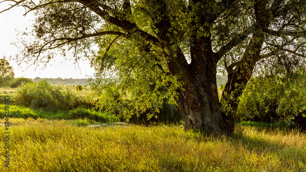 Fototapeta premium Landscape of a willow tree by the river in the evening sunlight