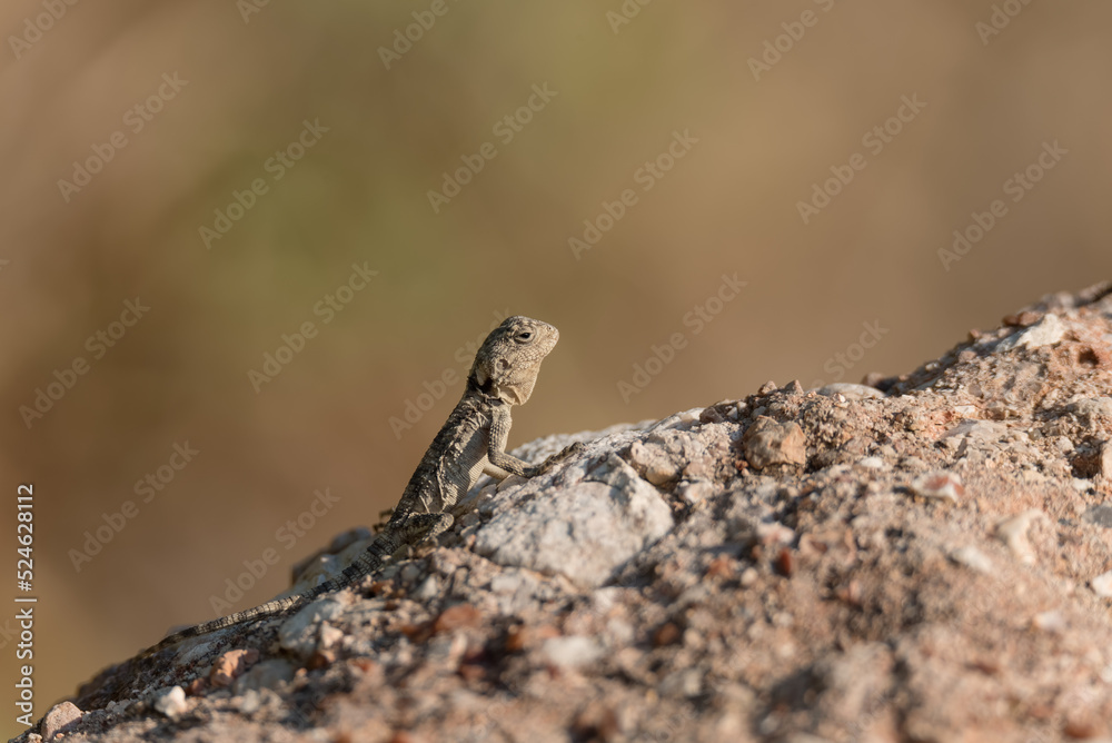 Close-up of little lizard in wild nature Close-up of little lizard in wild nature