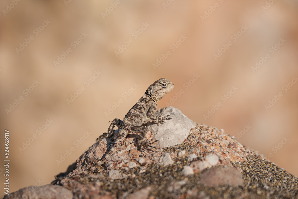 Close-up of little lizard in wild nature Close-up of little lizard in wild nature