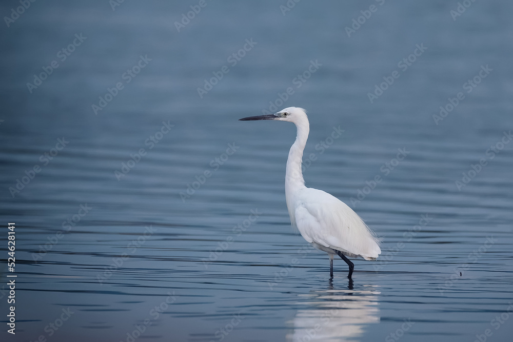 Beautiful little egret or small white heron fishing in the lake