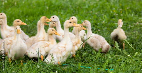 Small ducklings outdoor in on green grass