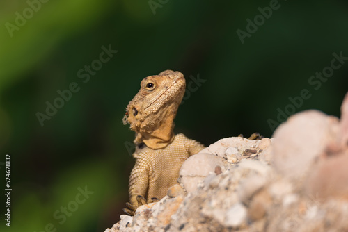 Close-up of the Agama lizard in wild nature