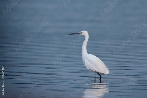 Beautiful little egret or small white heron fishing in the lake
