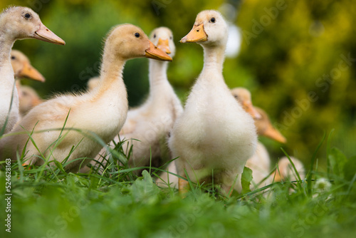 Small ducklings outdoor in on green grass © Smart Future
