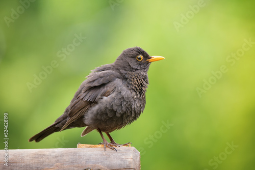 The portrait of a single black thrush bird
