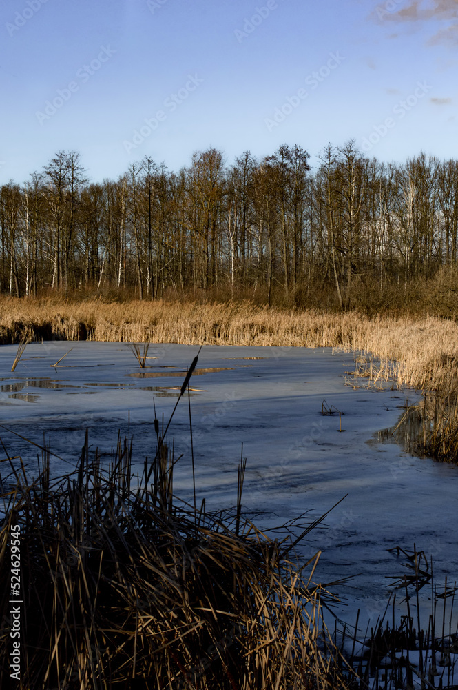 reeds in the lake