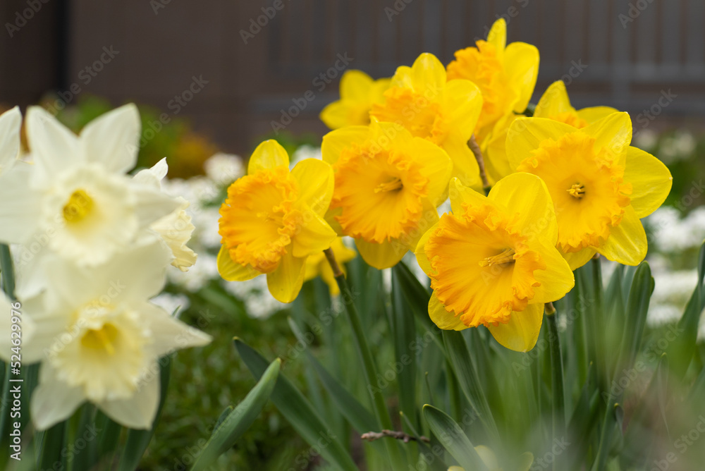 Yellow flowers daffodils in a flower bed. Spring flower Narcissus. Beautiful bush in the garden. Nature background. Spring flowering bulb Daffodil plants Yellow flowers daffodils in a flower bed. Spring flower Narcissus. Beautiful bush in the garden. Nature background. Spring flowering bulb Daffodil plants