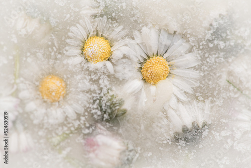 seamless background of daisies frozen in ice water