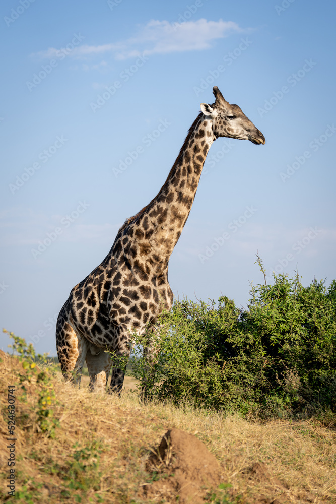 Obraz premium Southern giraffe stands on horizon by bushes