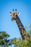 Southern giraffe looks over bush in sunshine
