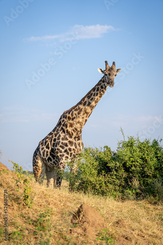 Southern giraffe stands on horizon watching camera