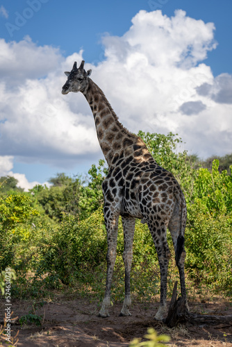 Southern giraffe stands in shade looking round