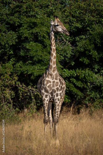 Southern giraffe stands facing camera turning head