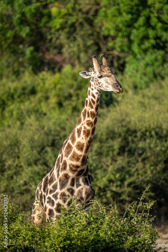 Southern giraffe stands behind bush in sunshine