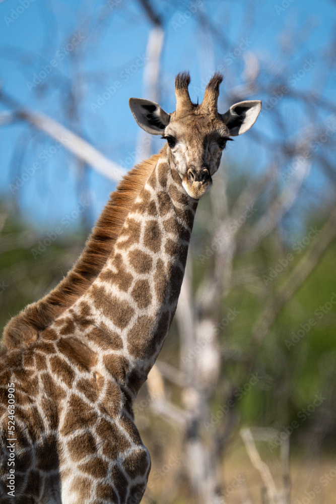 Close-up of southern giraffe standing eyeing camera Close-up of southern giraffe standing eyeing camera