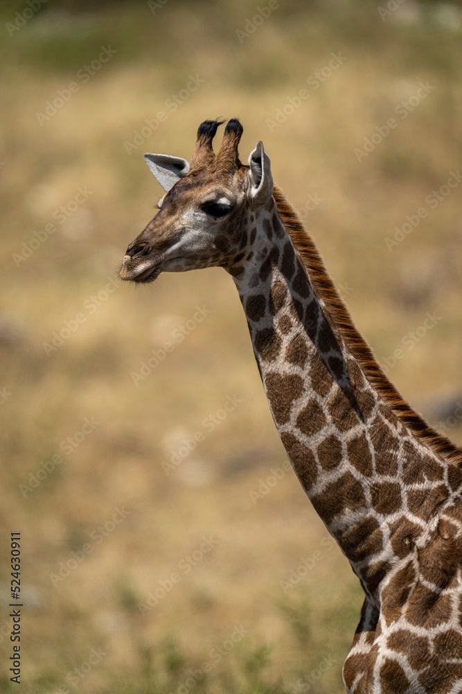 Close-up of southern giraffe neck and head Close-up of southern giraffe neck and head