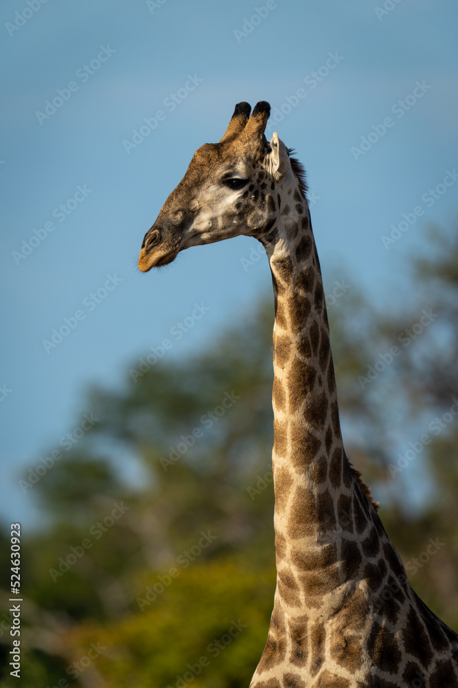 Obraz premium Close-up of southern giraffe standing by trees