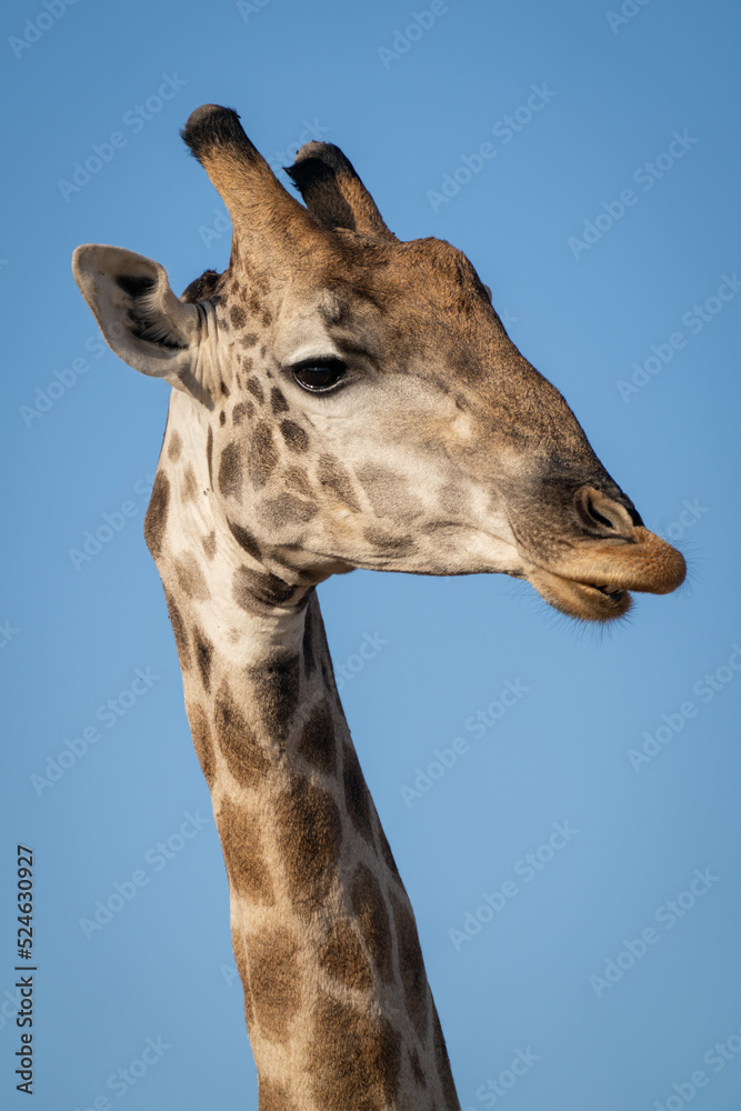 Fototapeta premium Close-up of male southern giraffe neck and head