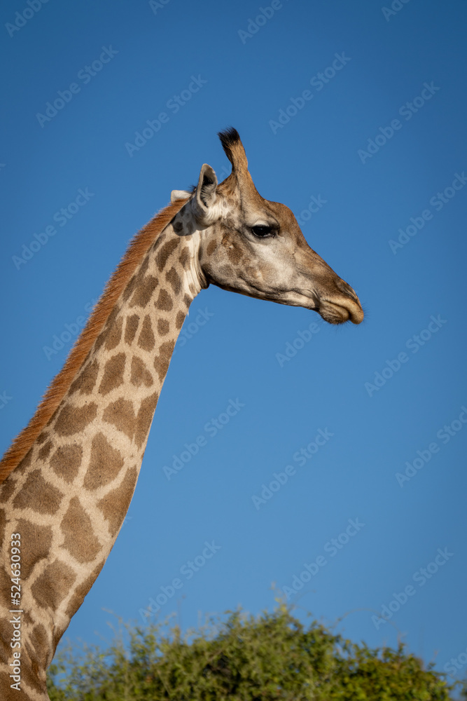 Close-up of southern giraffe by sunlit bush Close-up of southern giraffe by sunlit bush