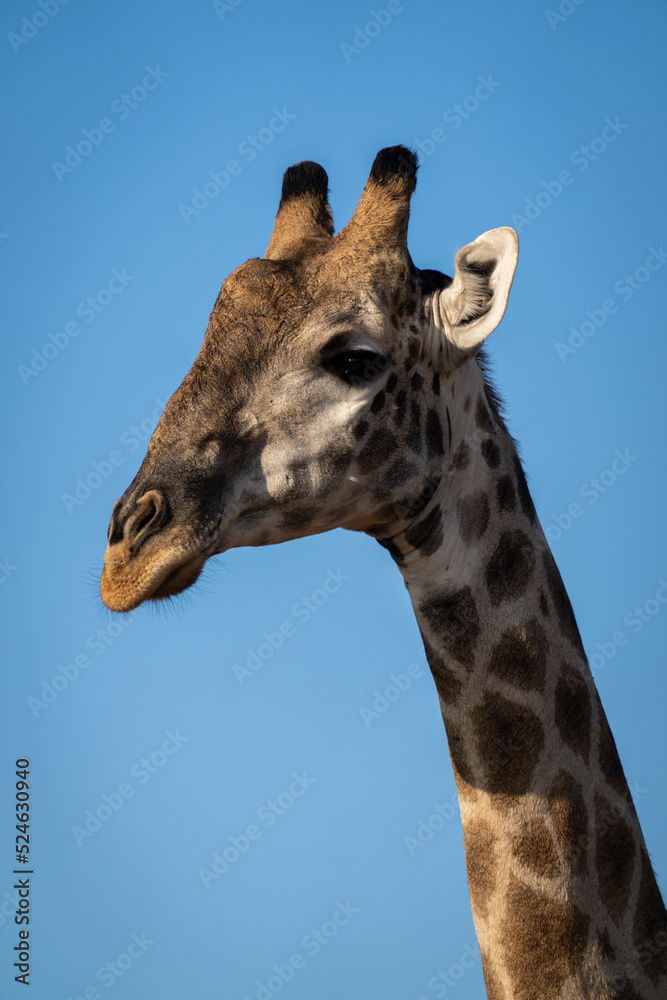 Close-up of male southern giraffe head and neck Close-up of male southern giraffe head and neck
