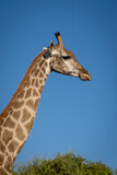 Close-up of southern giraffe by sunlit bush
