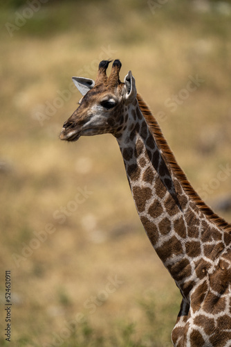 Close-up of southern giraffe neck and head