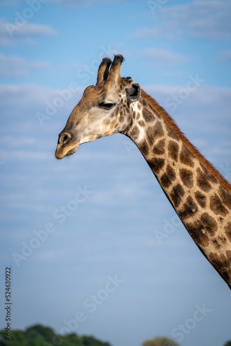 Close-up of southern giraffe standing in profile