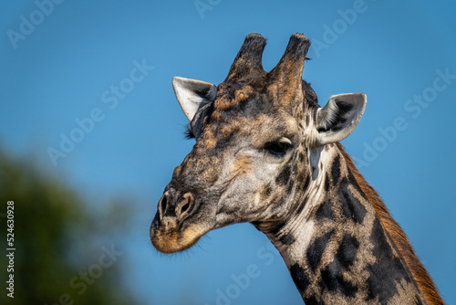 Fototapeta Naklejka Na Ścianę i Meble -  Close-up of southern giraffe beneath blue sky