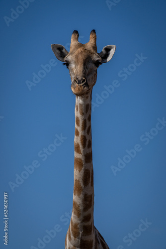 Close-up of female southern giraffe eyeing camera