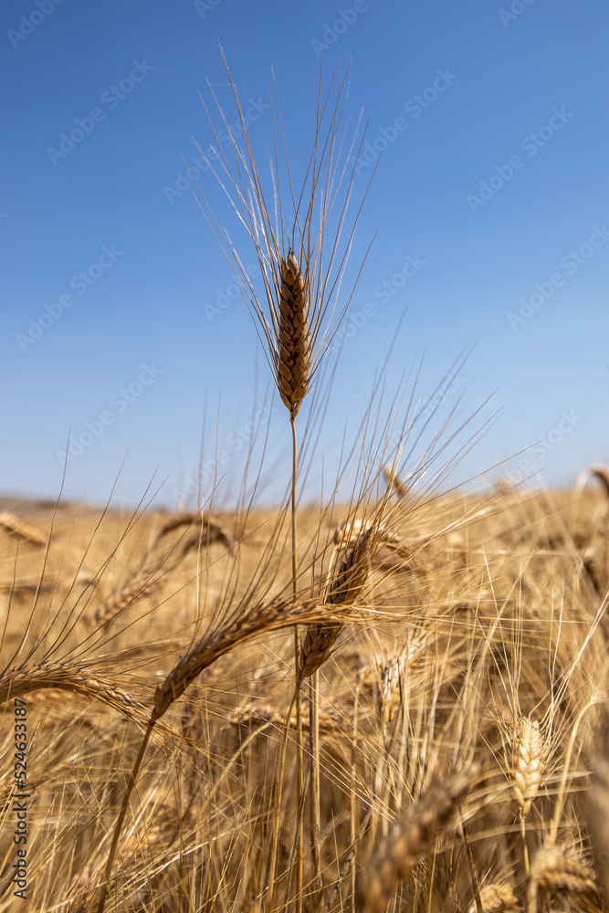 Fototapeta premium Bright ripe cereal field. Gold wheat field.