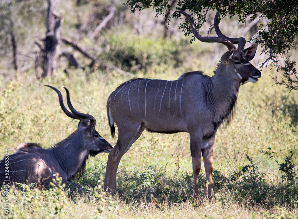 Pair of two specimens of common eland antelope species, common eland or Cape elk is an