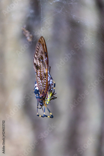 蜘蛛の巣にかかって餌食になった昆虫 photo